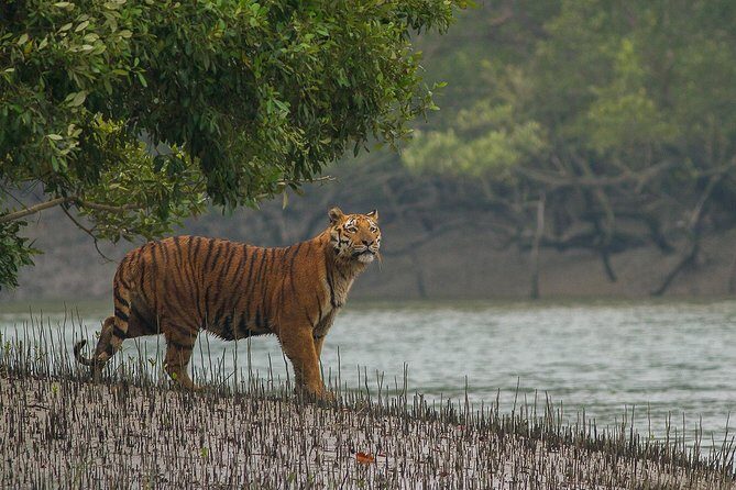 Explore North East Himalaya, Tiger Reserve and Tribal Village - What We Love About This Tour