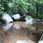 'Explore Sinharaja' rainforest - Adventure Tour (Full day) - Wildlife and Ecosystem Highlights