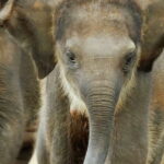 Explore Wild Wonders of Yala - FAQ