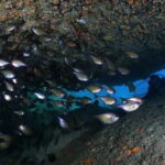 Exploring Scuba Diving for Non-Certified Divers In Nha Trang - Why This Tour Could Suit You Best