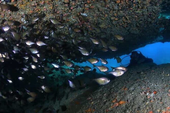 Exploring Scuba Diving for Non-Certified Divers In Nha Trang - Why This Tour Could Suit You Best
