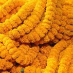 Flower Market Colors and Ganges Ghat Experience - What’s Included & What to Consider