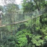 Forest Research Institute Malaysia FRIM Rainforest Private Tour - The Sum Up