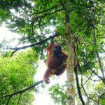 Four days orangutans adventure in Gunung Leuser - FAQs