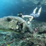 From Bali One Day Nusa Penida Tours with Manta Rays Snorkeling - What We Love and What to Watch Out For