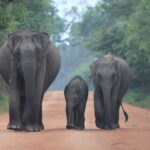 From: Ella - YALA Safari - Drop off: Arugam Bay / Arugambay - The Value and What You’re Really Getting