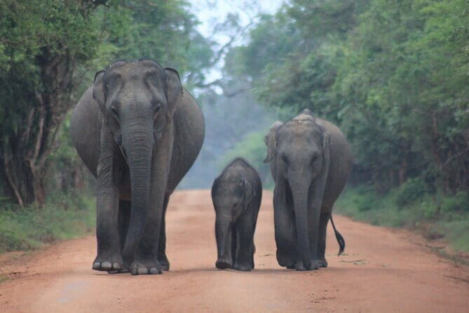 From: Ella - YALA Safari - Drop off: Arugam Bay / Arugambay - The Value and What You’re Really Getting