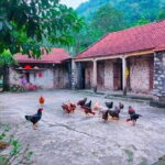 From Hanoi: Luxury Private Tour to Local Family, Tam Coc & Hoa Lu - Starting in Hanoi: Comfort and Convenience