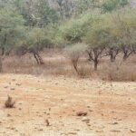 From Jaipur: 2 Day Ranthambore Tiger Safari with Transfers - Final Thoughts