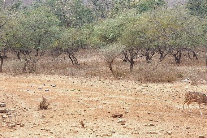 From Jaipur: 2 Day Ranthambore Tiger Safari with Transfers - Final Thoughts