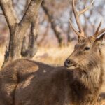 From Jaipur Ranthambore Tiger Safari Day Trip - What to Consider
