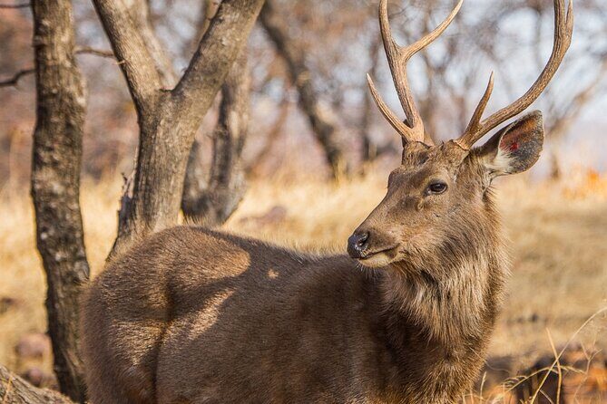 From Jaipur Ranthambore Tiger Safari Day Trip - What to Consider