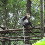 From Ninh Binh: Cuc Phuong National Park Trekking Day Tour - The Itinerary in Detail: What You’ll Experience
