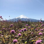 From Tokyo: Mount Fuji, Cruise and Sake Tasting Tour - What the Reviewers Say