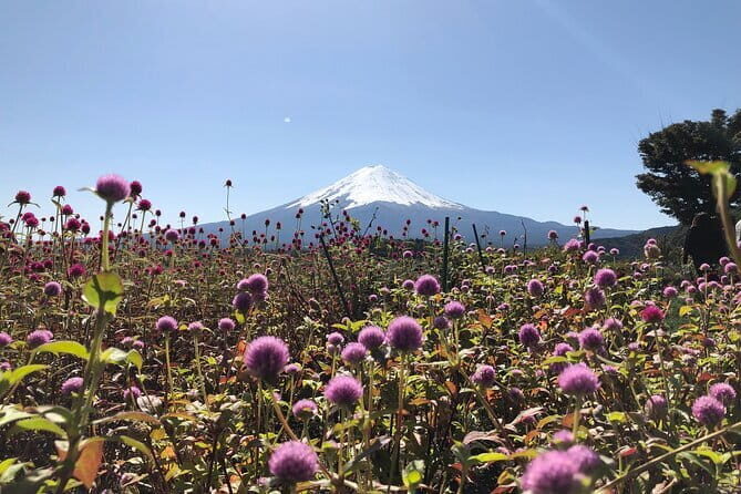 From Tokyo: Mount Fuji, Cruise and Sake Tasting Tour - What the Reviewers Say