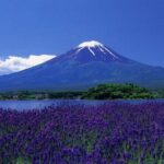 From Tokyo: Mt Fuji Full Day Private Tour - Transportation and Logistics
