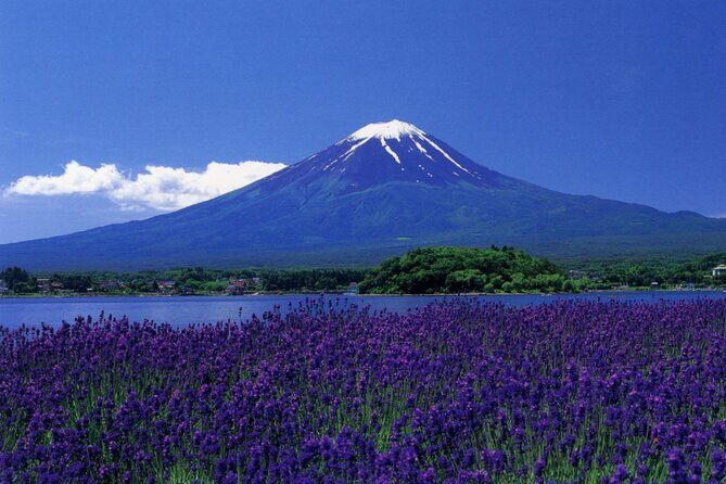 From Tokyo: Mt Fuji Full Day Private Tour - Transportation and Logistics