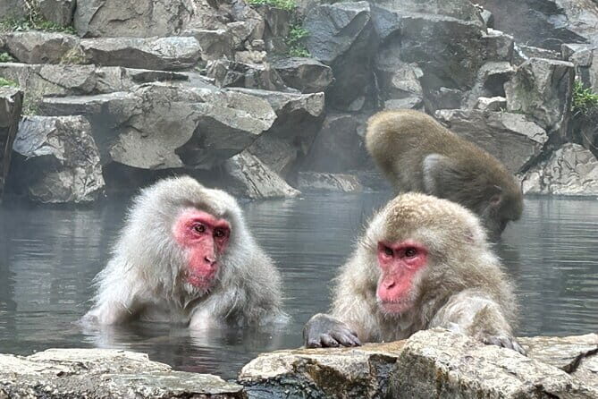 Fuji Sightseeing Tour (With English or Japanese Speaking Guide) - Analyzing the Cost and Value