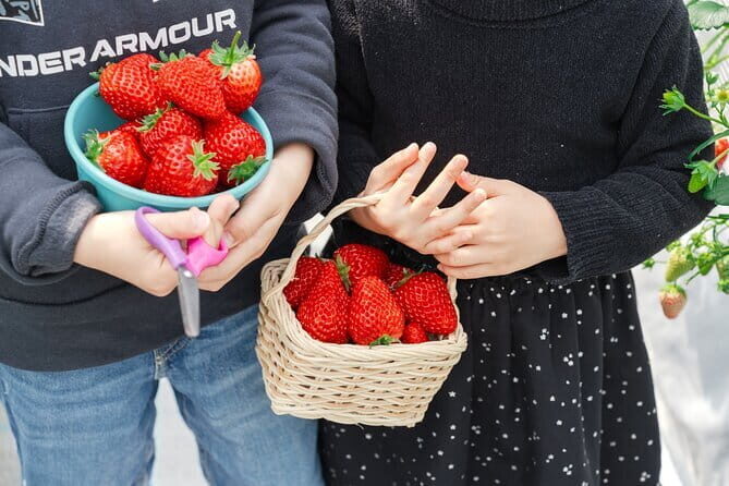Fukuoka Strawberry Picking, Shopping and TeamLab Day Bus Tour - Who Will Love This Tour?