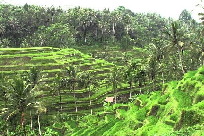 Full-Day Bali Private Car and Chauffeur Driver - Is This Tour Right for You?