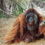 Full Day Bukit Merah Orang Utan Island And Ipoh City Tour - Full Day Bukit Merah Orang Utan Island And Ipoh City Tour Review