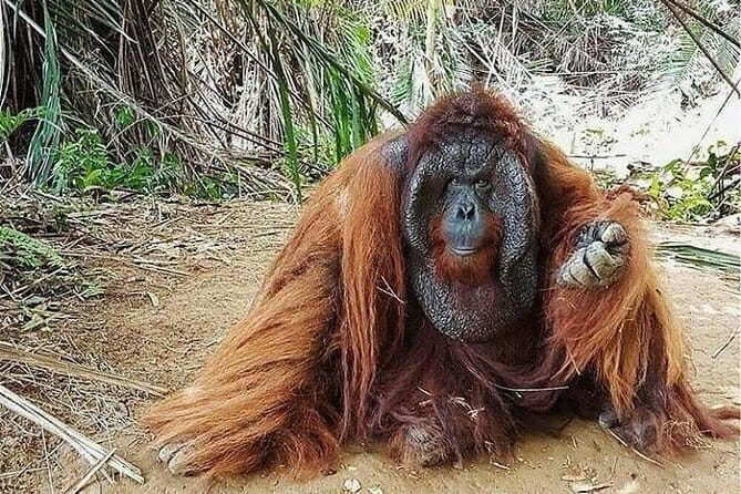 Full Day Bukit Merah Orang Utan Island And Ipoh City Tour - Full Day Bukit Merah Orang Utan Island And Ipoh City Tour Review