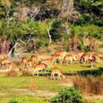 Full Day Bundala Safari with Picnic Lunch from Hambantota Harbour - Practical Tips for Your Safari