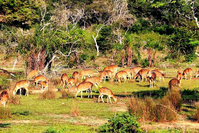 Full Day Bundala Safari with Picnic Lunch from Hambantota Harbour - Practical Tips for Your Safari