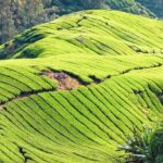 Full-day Cameron Highlands & Batu Caves Tour from Kuala Lumpur - Who is this tour best suited for?