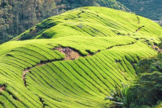 Full-day Cameron Highlands & Batu Caves Tour from Kuala Lumpur - Who is this tour best suited for?