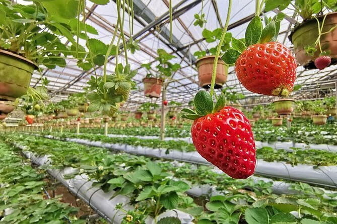 Full-day Cameron Highlands Tour - Final Thoughts: Is It Worth It?