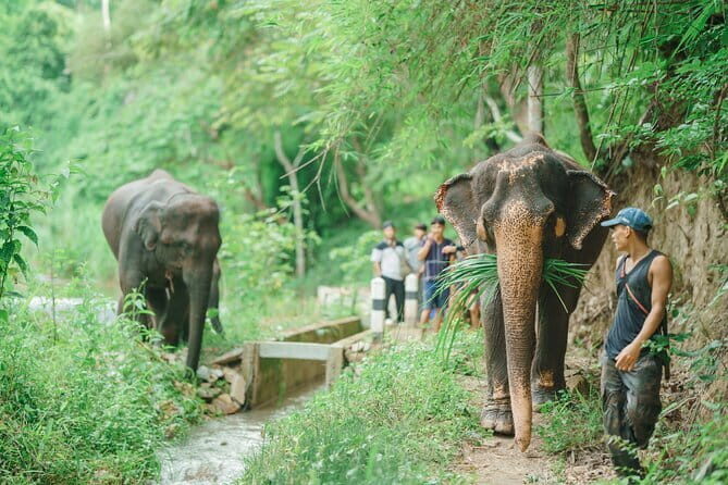 Full Day Elephant Sanctuary Mahout Experience - The Guides and Group Dynamics