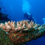 Full Day Experience Fun Dive in Tulamben - Considerations