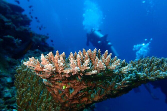 Full Day Experience Fun Dive in Tulamben - Considerations