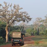 Full day game drive at Bundala National Park with Picnic Lunch - A Detailed Look at the Itinerary