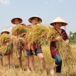 Full-Day Hoi An Town and Tra Que Vegetable Village Tour - A Full-Day Dive into Vietnam’s Rural and Historic Heartlands