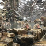Full Day Nagano Tour Jigokudani Park And Zenkuji Temple - Practical Details and What You Should Know