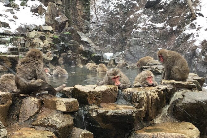 Full Day Nagano Tour Jigokudani Park And Zenkuji Temple - Practical Details and What You Should Know