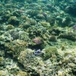 Full-day Phu Quoc Island Snorkeling Adventure - What Makes This Tour Stand Out?