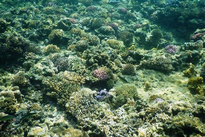Full-day Phu Quoc Island Snorkeling Adventure - What Makes This Tour Stand Out?