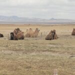 Full Day Private Jeep Tour to Elsen Tasarkhai, Semi-Gobi - Who Will Enjoy This Tour?