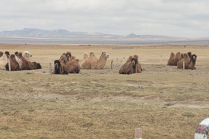 Full Day Private Jeep Tour to Elsen Tasarkhai, Semi-Gobi - Who Will Enjoy This Tour?