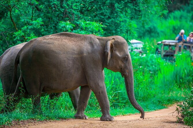 Full-Day Private Safari Tour to Ranthambore National Park - The Details That Matter