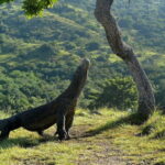 Full Day Private Shore Tour in Komodo from Labuan Bajo Port - Analyzing the Value
