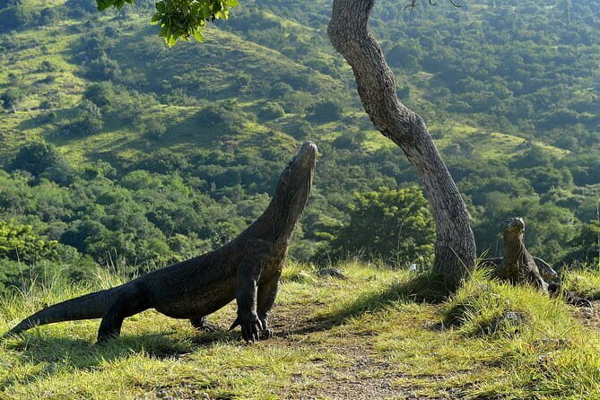 Full Day Private Shore Tour in Komodo from Labuan Bajo Port - Analyzing the Value