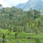 Full Day Private Tour in North Bali - Practical Details and Why They Matter
