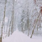 [ Full Day Private Tour ] Nami Island and Petite France - The Itinerary in Detail