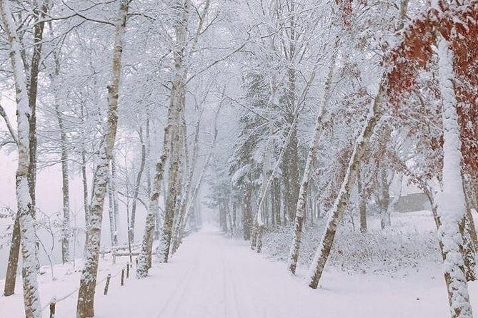 [ Full Day Private Tour ] Nami Island and Petite France - The Itinerary in Detail