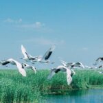 Full-Day Private Tour of Zhalong Nature Reserve from Harbin - What to Expect on the Day