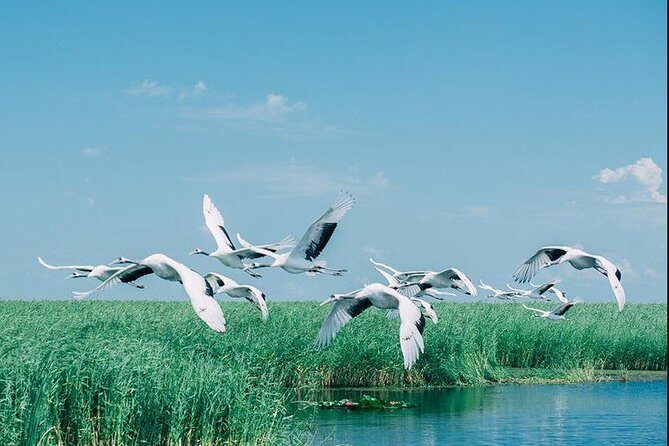 Full-Day Private Tour of Zhalong Nature Reserve from Harbin - What to Expect on the Day